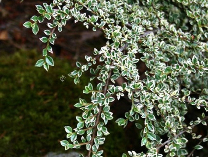 Irga purpurowa Variegatus Cotoneaster atropurpureus C2