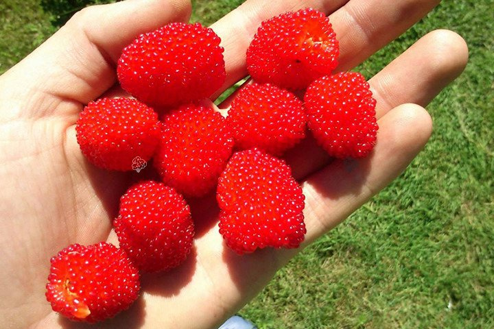 Malinotruskawka Rubus illecebrosus C2