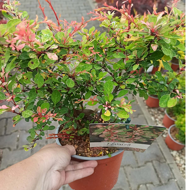Berberys Thunberga Natasza PBR Berberis thunbergii C2