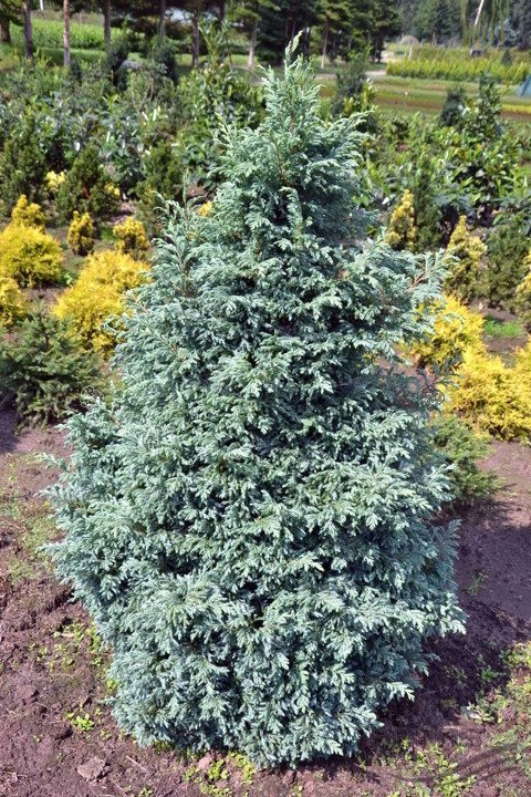Cyprysik groszkowy Boulevard Chamaecyparis pisifera P9