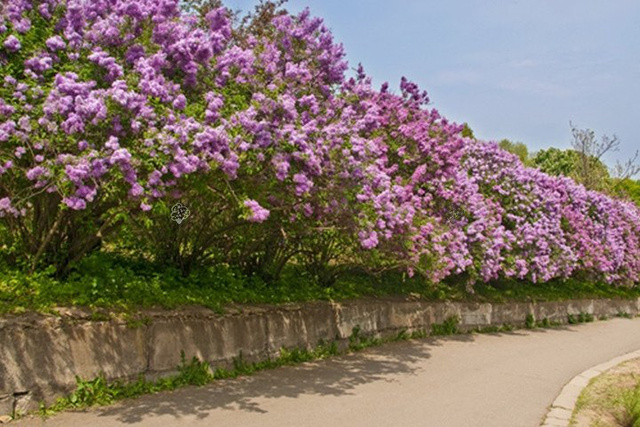 Lilak pospolity Sensation Syringa vulgaris C2