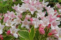Krzewuszka cudowna Nana Variegata Weigela florida C2
