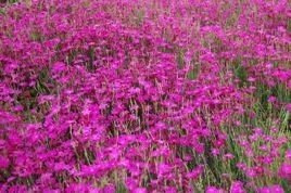 Goździk kropkowany Splendens Dianthus deltoides P9