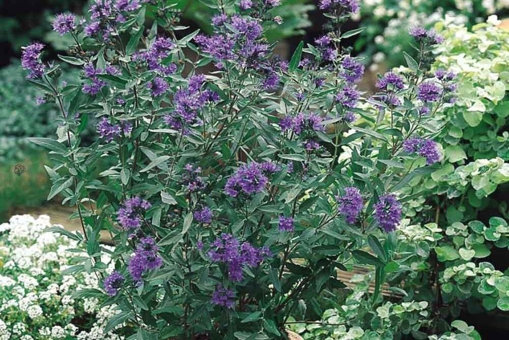 Barbula klandońska Heavenly Blue Caryopteris clandonensis P9