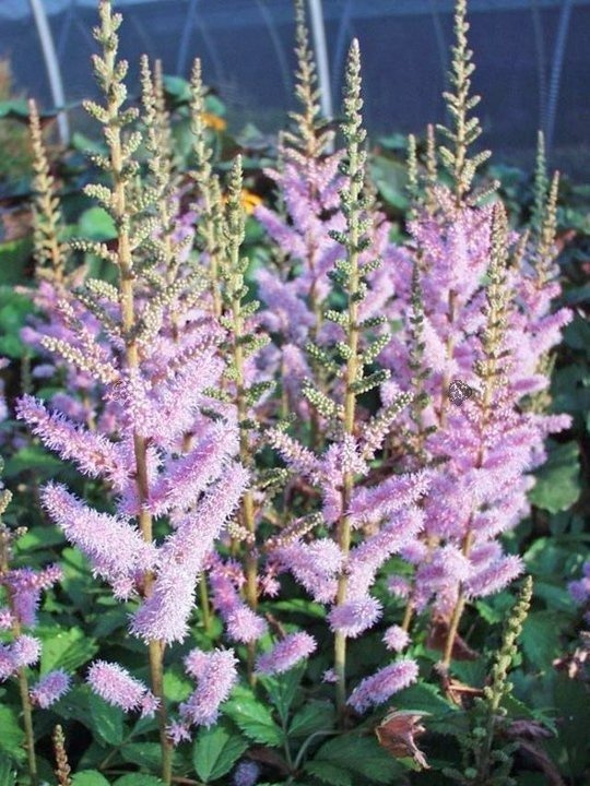 Tawułka chińska Pumila Astilbe chinensis P9