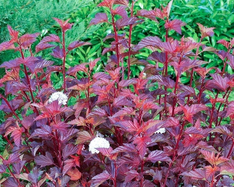 Pęcherznica kalinolistna Diable D'or PBR Physocarpus opulifolius C3