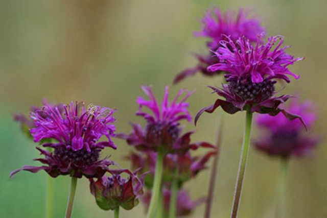 Pysznogłówka ogrodowa Scorpion Monarda hybrida P9