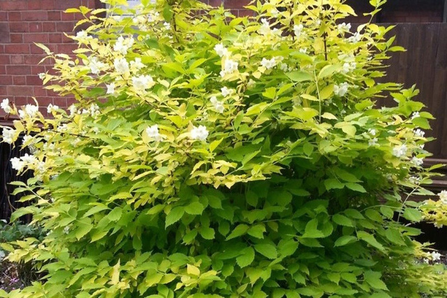Jaśminowiec wonny Aureus Philadelphus coronarius P9