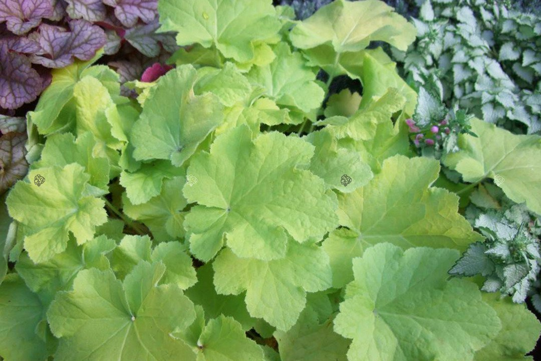 Żurawka Citronelle PBR Heuchera C1,4