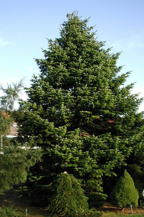 Jodła kaukaska Abies nordmanniana P9