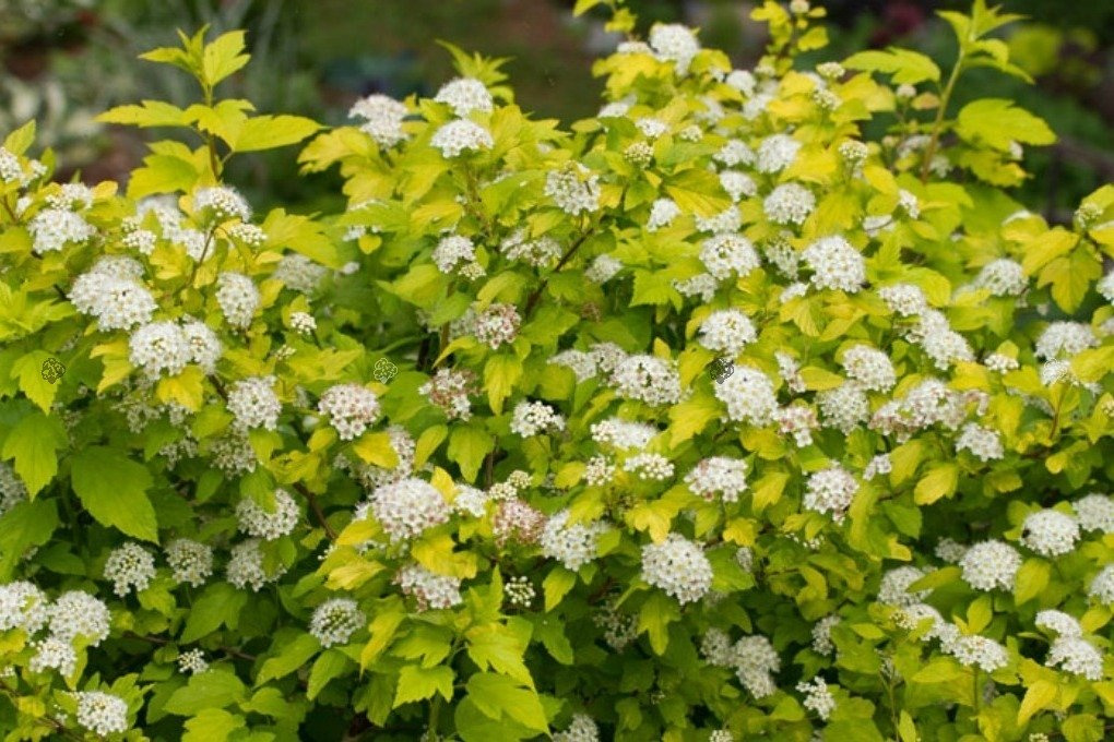 Pęcherznica kalinolistna Nugget Physocarpus opulifolius C2