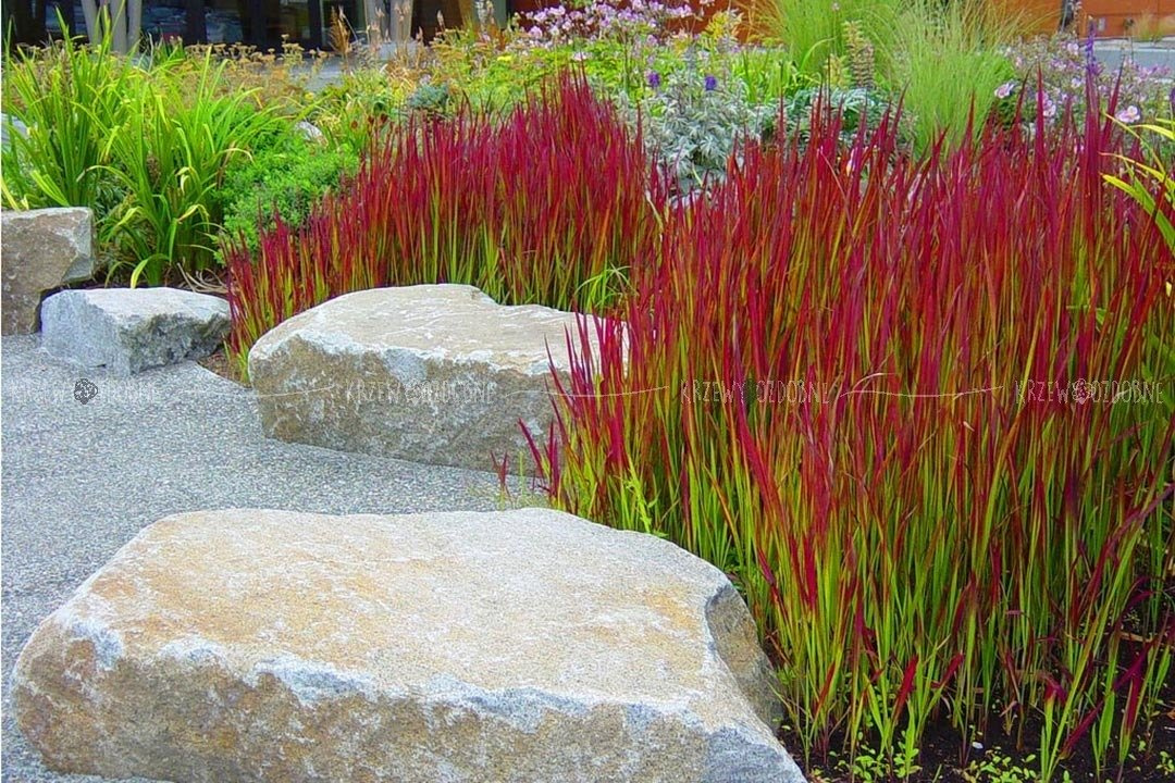 Imperata cylindryczna Red Baron Imperata cylindrica C5
