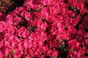 Azalia japońska Canzonetta Rhododendron obtusum C2