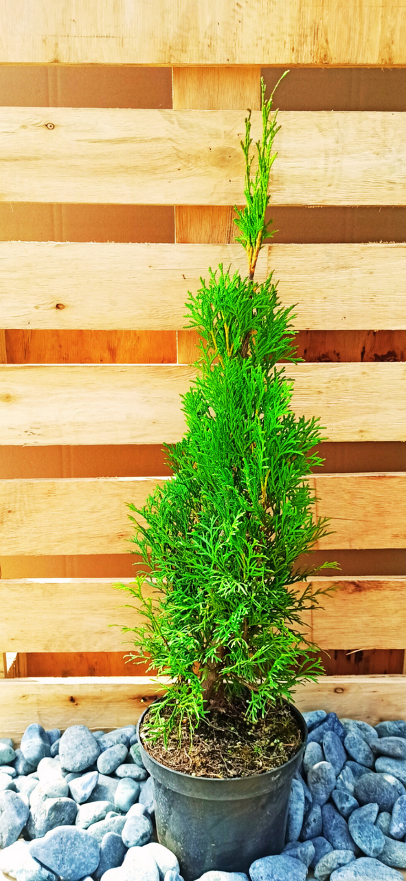 Tuja Szmaragd Thuja Smaragd occidentalis 80-90 C2