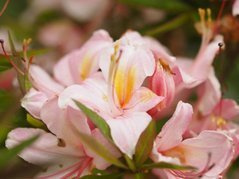 Azalia wielkokwiatowa Juniduft Rhododendron viscosum C4