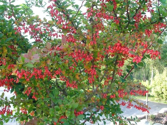 Berberys Indian Summer Berberis P9