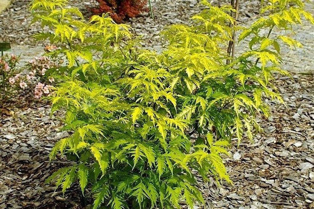 Bez koralowy Plumosa Aurea Sambucus racemosa C3