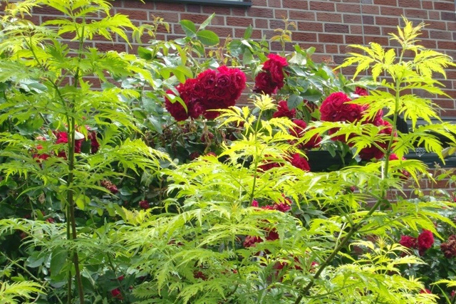 Bez koralowy Plumosa Aurea Sambucus racemosa C3