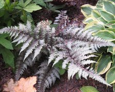 Wietlica japońska Red Beauty Athyrium nipponicum C3