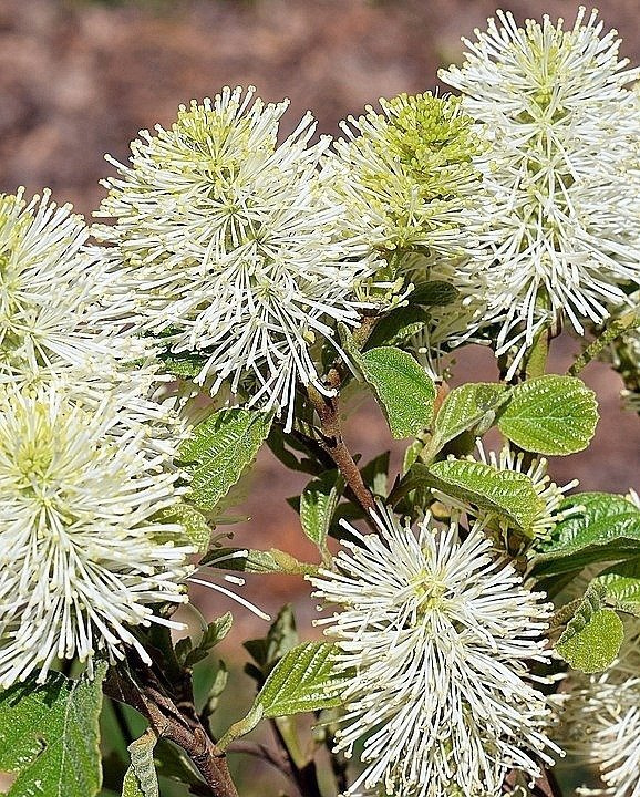 Fotergilla większa Fothergilla major C2
