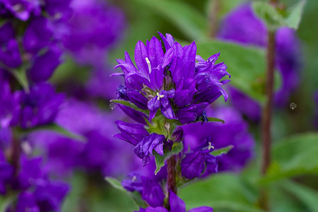 Dzwonek skupiony Superba Campanula glomerata P9