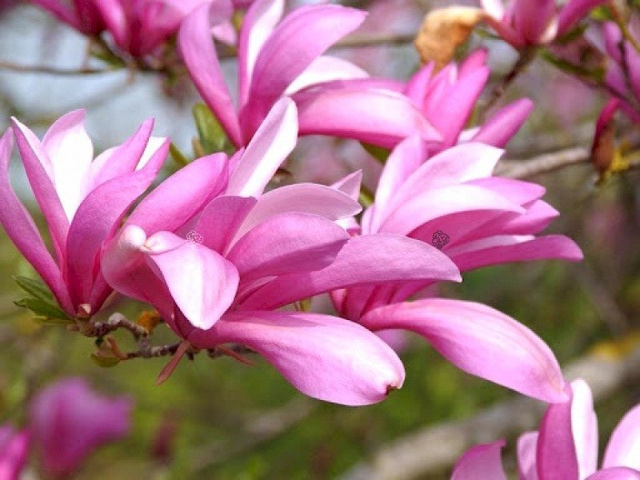 Magnolia Betty Magnolia C2