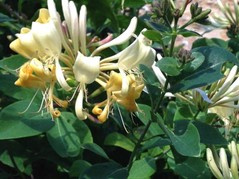 Wiciokrzew japoński Halliana Lonicera japonica P9