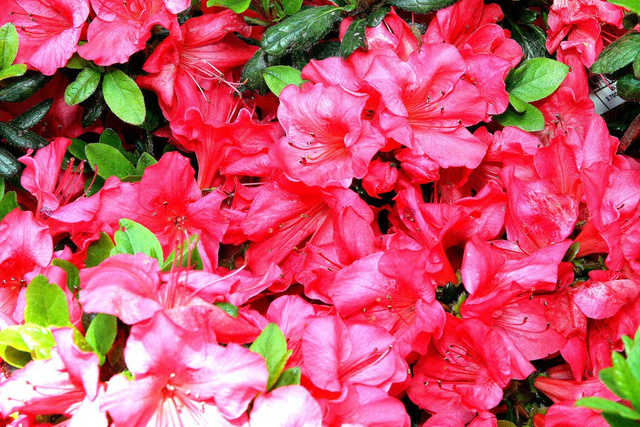 Azalia japońska Johanna Rhododendron obtusum C2