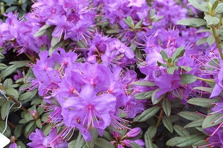 Różanecznik Blue Silver Rhododendron C1,5