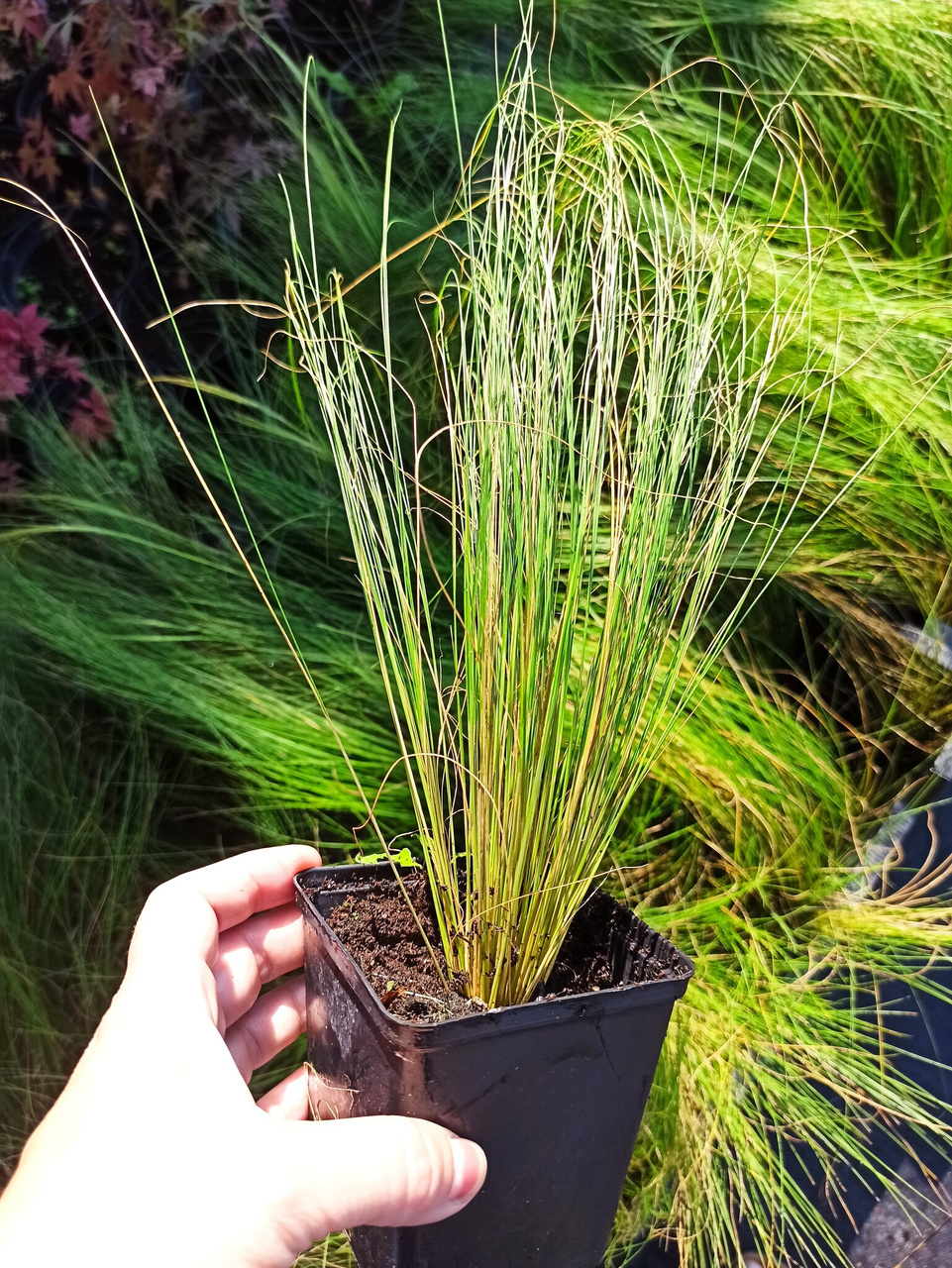 Ostnica cieniutka Ponytails Stipa tenuissima P9
