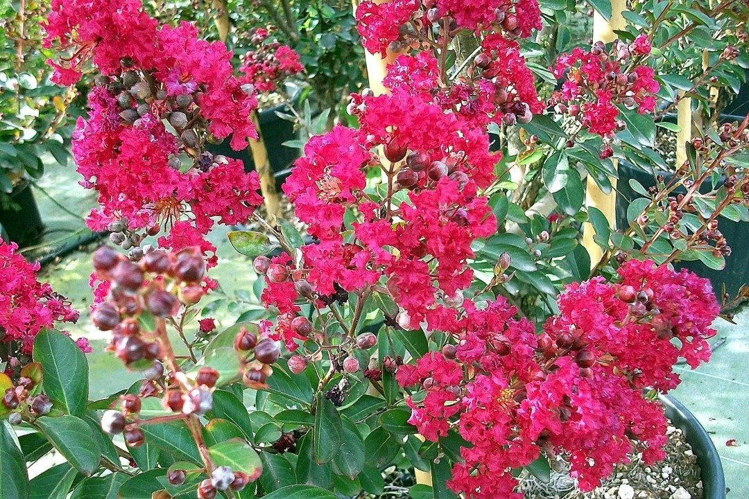 Lagerstroemia indyjska Red Imperator Lagerstroemia indica P9