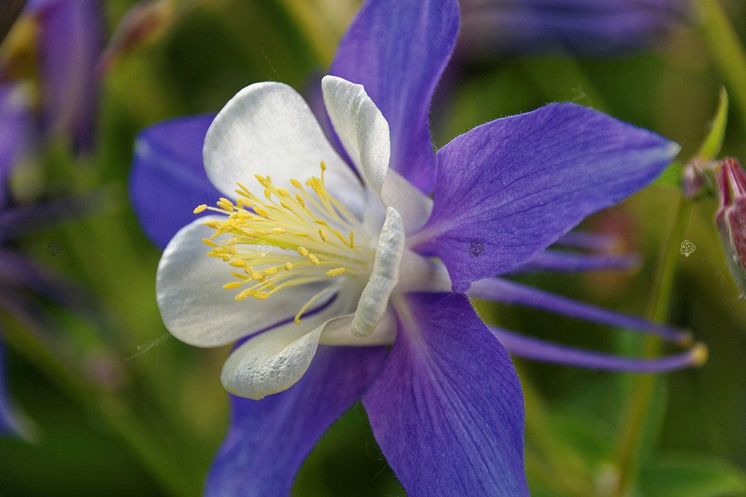 Orlik alpejski Aquilegia alpina P9