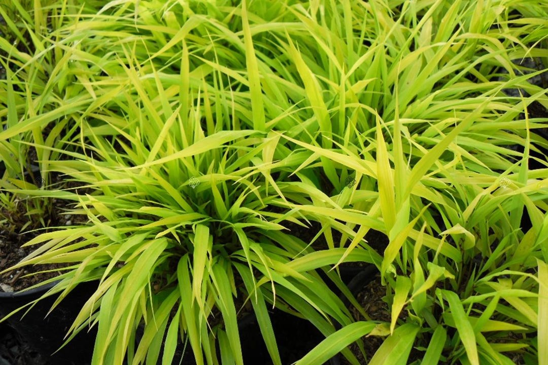 Hakonechloa smukła All Gold Hakonechloa macra C2
