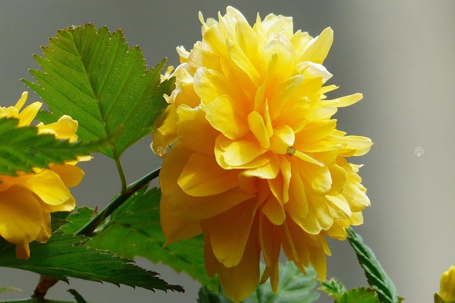 Złotlin japoński Pleniflora Kerria japonica P9