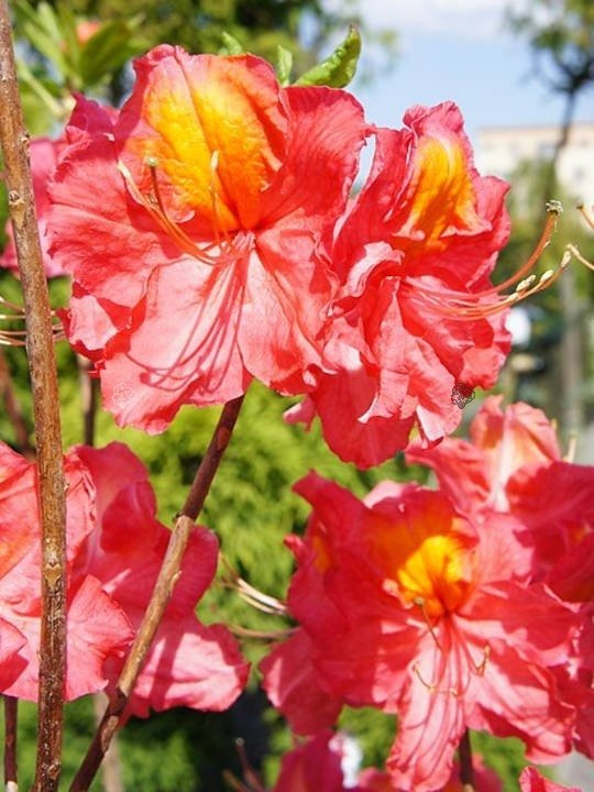 Azalia wielkokwiatowa Juanita Rhododendron (Knaphill-Exbury) C4