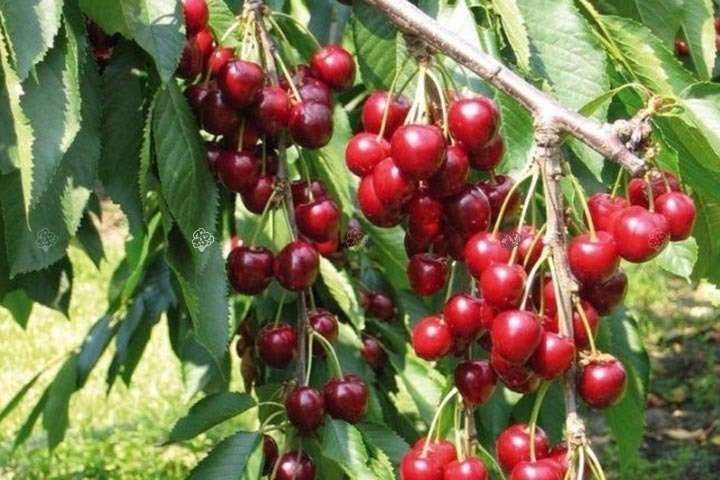 Czereśnia Burlat samopylna Prunus avium