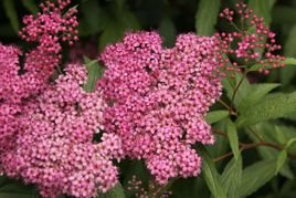 Tawuła japońska Froebelii Spiraea japonica P9