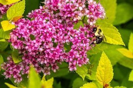 Tawuła japońska Nana Spiraea japonica C2
