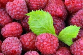 Malina czerwona Rubus C2