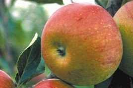 Jabłoń Koksa pomarańczowa Malus domestica