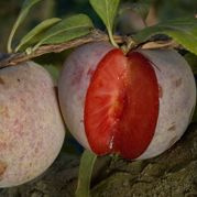 Śliwomorela Dapple Dandy śliwa japońska Prunus
