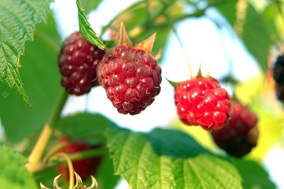 Malina czerwona Rubus C2