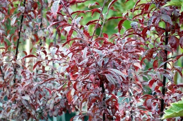 Śliwa wiśniowa Hessei Prunus cerasifera P9