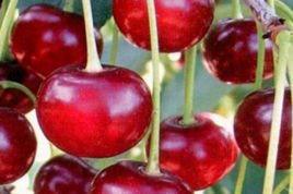 Wiśnia Nana Prunus cerasus