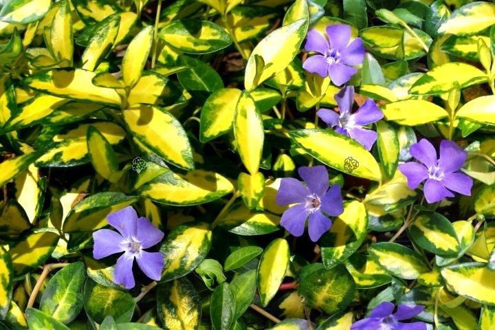 Barwinek pospolity Illumination Cahill Vinca minor P9
