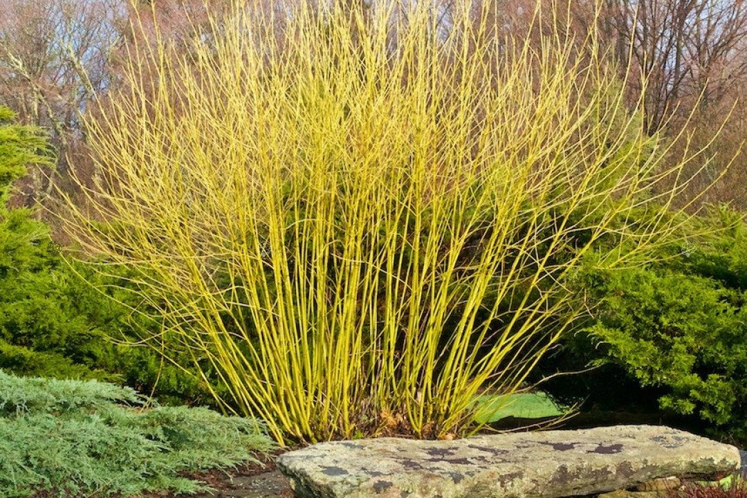 Dereń rozłogowy Flaviramea Cornus sericea C2