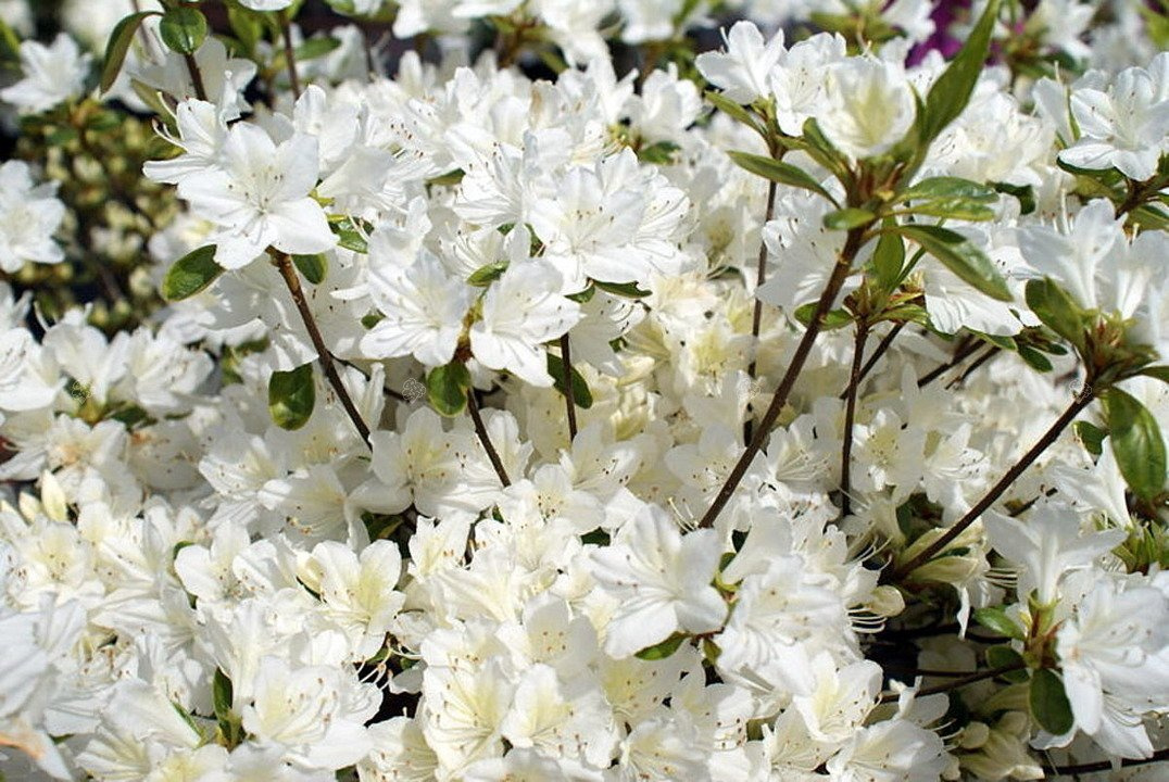 Azalia japońska Schneewitchen Rhododendron obtusum C2