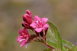 Krzewuszka cudowna Rubidol Weigela florida P9