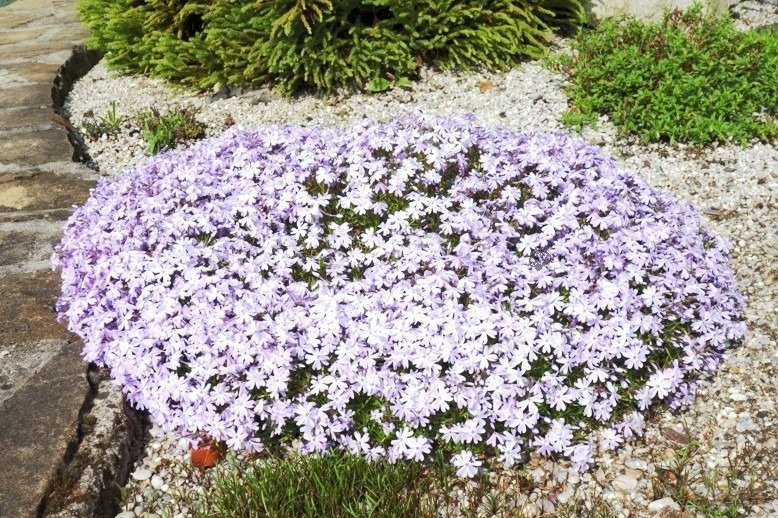 Floks Emerald Cushion Blue Phlox subulata