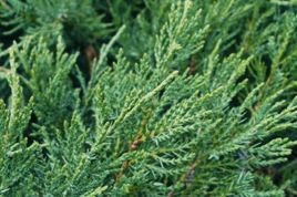 Jałowiec Pfitzera Mint Julep Juniperus pfitzeriana C5